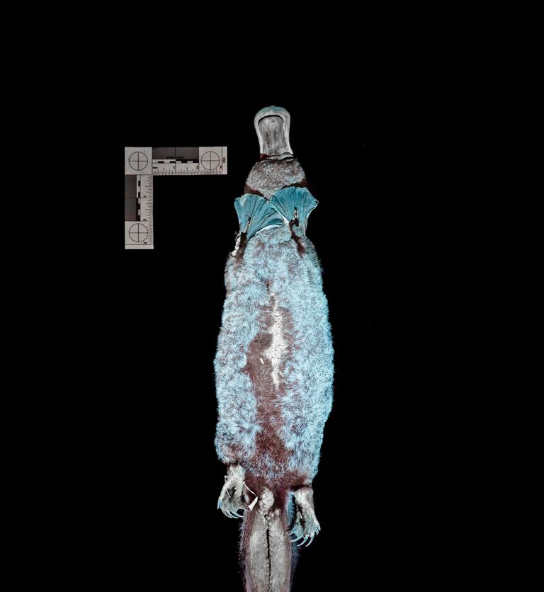 Los ornitorrincos son biofluorescentes. Esta fotografía, parte de un fotomontaje utilizado en un estudio, usa un filtro amarillo que revela un color más "verdadero" de la fluorescencia de la piel.  FOTOGRAFÍA DE JONATHAN MARTIN/NORTHLAND COLLEGE; DE ANICH ET AL. 2020